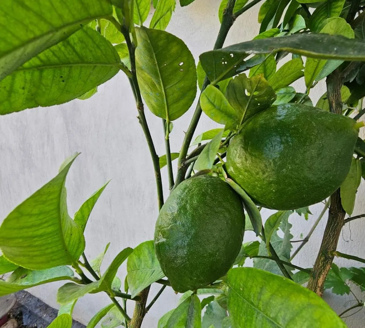 Auberge de jeunesse Lemon House à Tirana